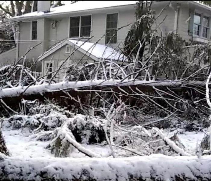 trees down in snow in front of home